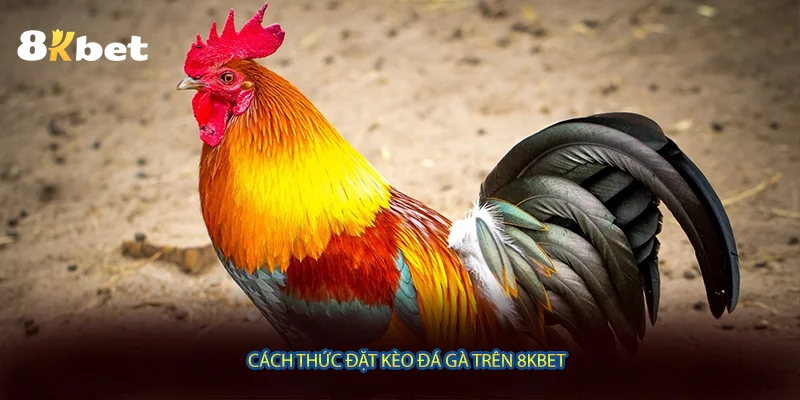 Cách thức đặt kèo đá gà trên 8KBET