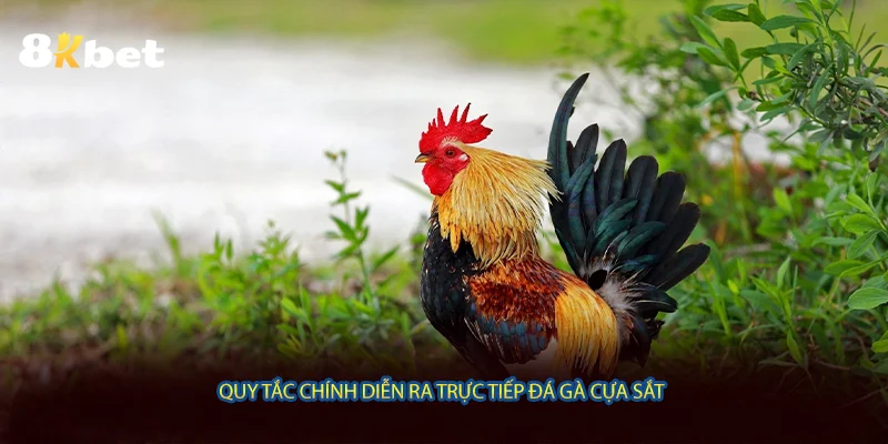 Quy tắc chính diễn ra trực tiếp đá gà cựa sắt